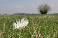 feder_weide