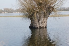 weide_im_wasser