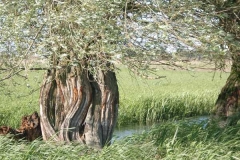 weidenstamm